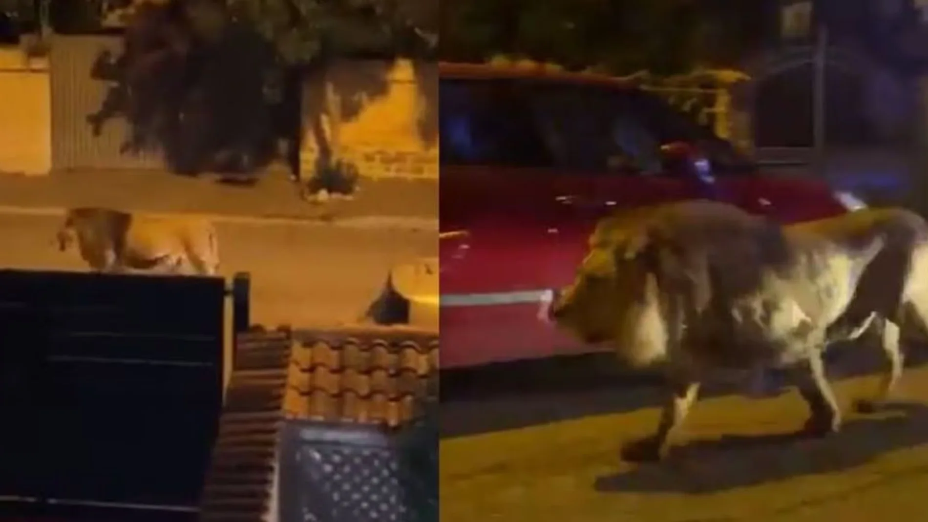 Un león se escapa de un circo en Roma