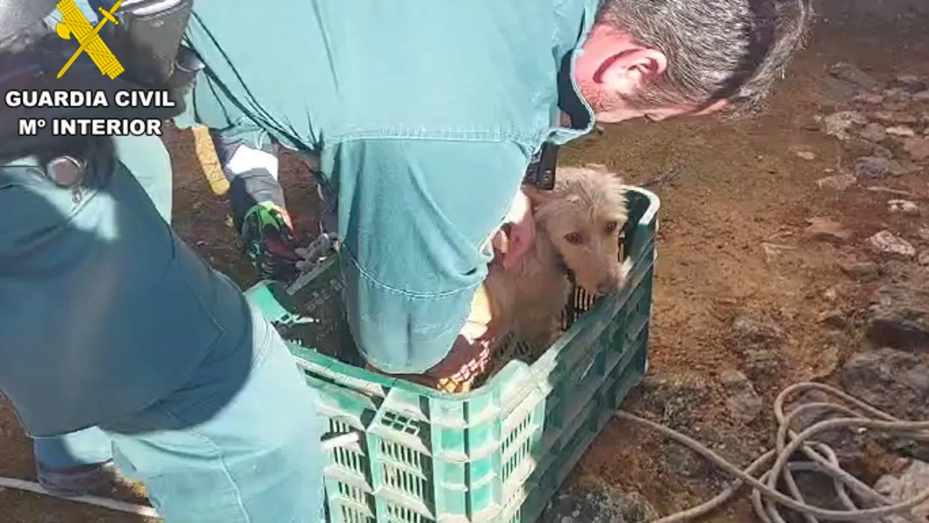 El perro, una vez rescatado