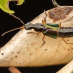 ¡Paren las rotativas! Los genitales de estos insectos tienen forma de abrebotellas