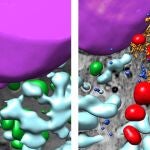 Imágenes tridimensionales de un fragmento de célula sana y una infectada con SARS-CoV-2