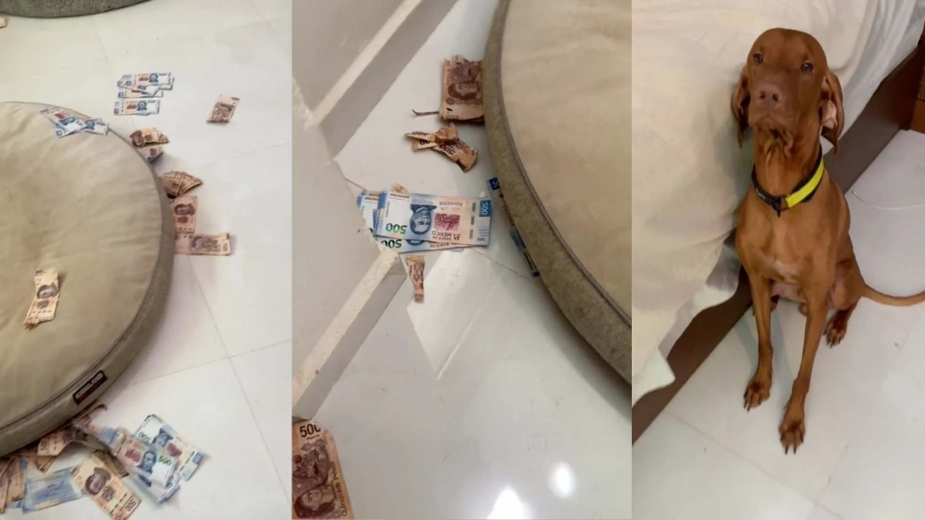 El tierno gesto de un perrito tras devorar los ahorros de su dueña