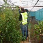 Dos guardias civiles inspeccionan el invernadero hallado