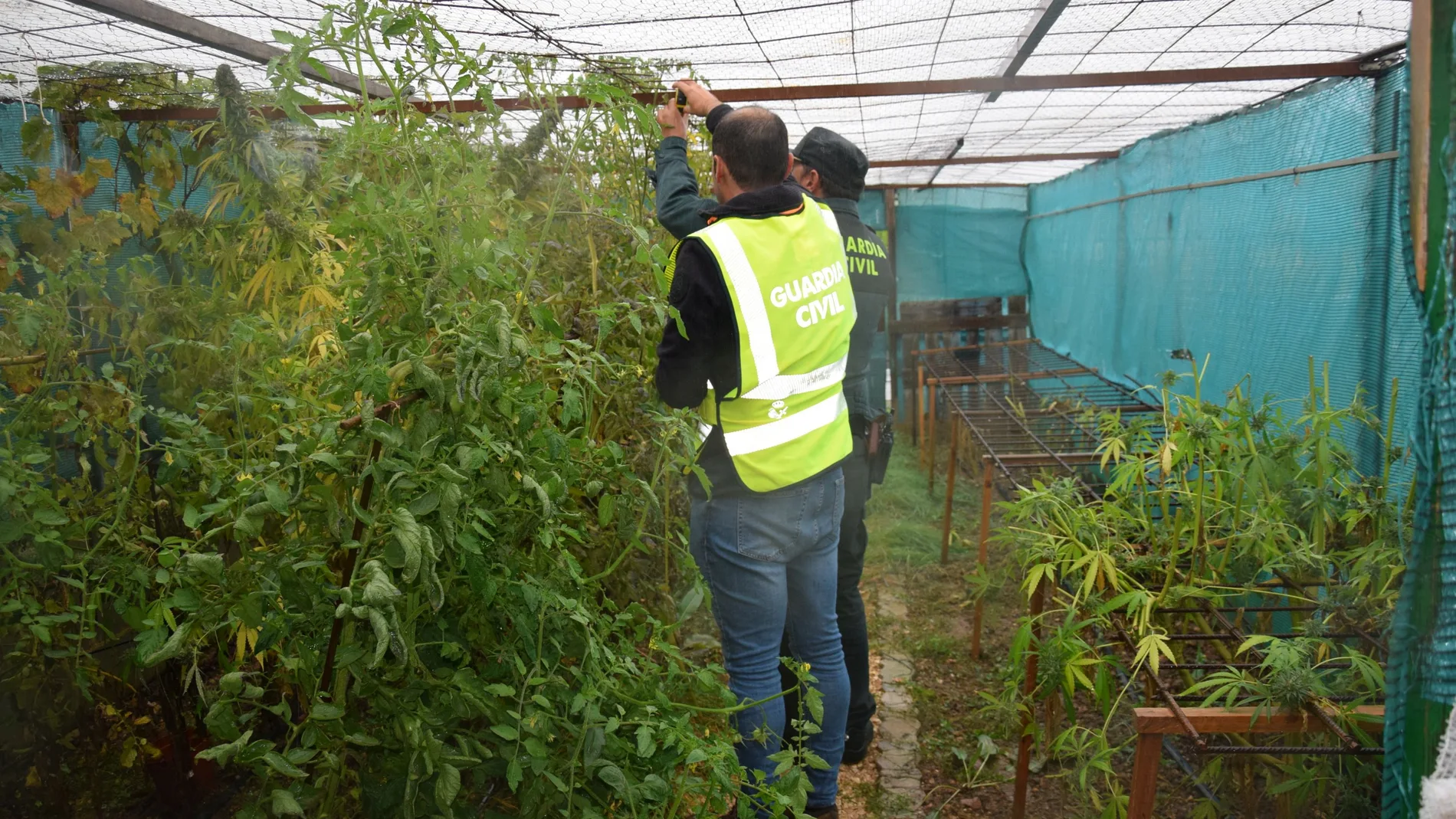 Dos guardias civiles inspeccionan el invernadero hallado