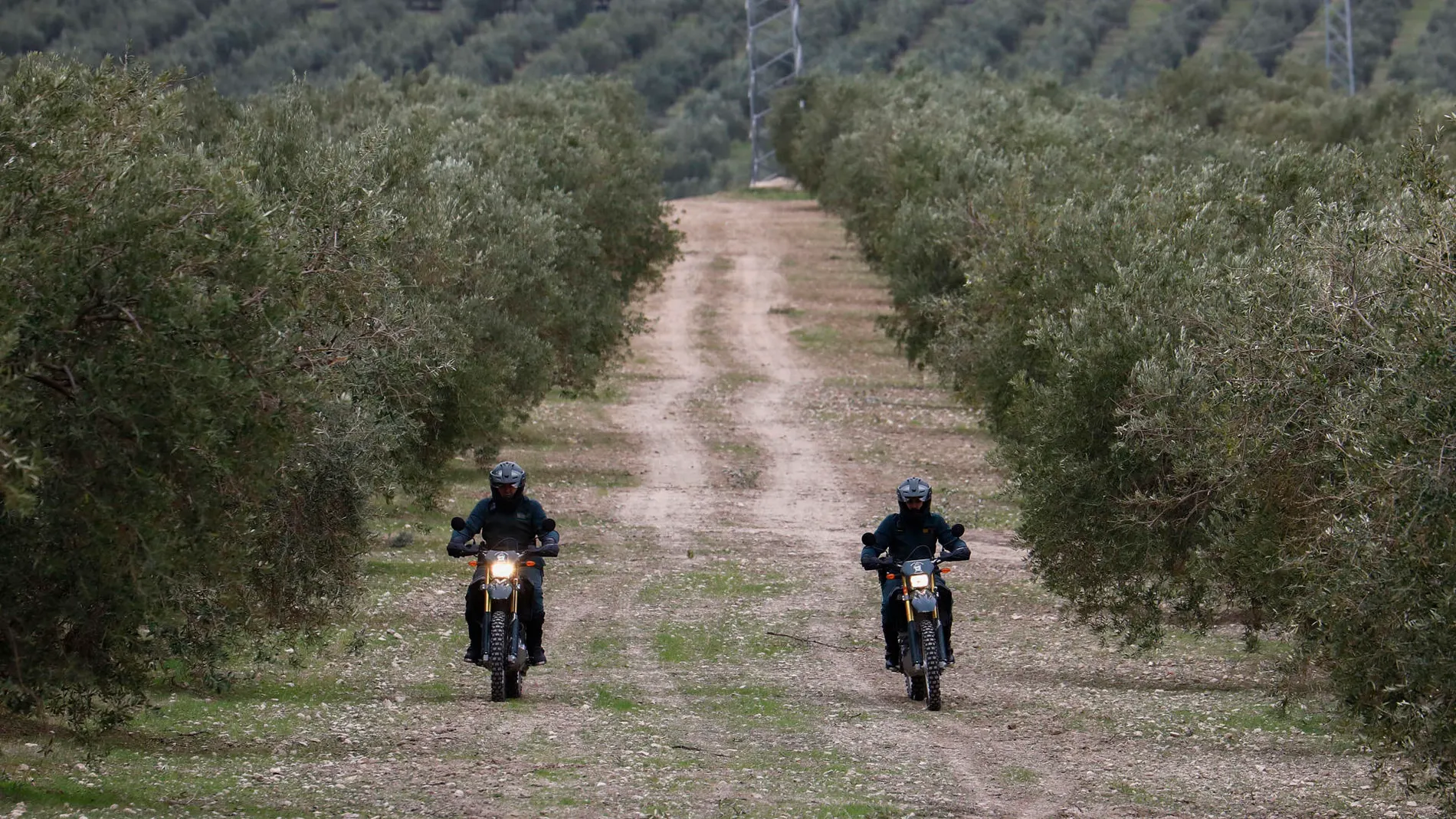 Miembros de la guardia civil durante el dispositivo de control y vigilancia para evitar robos de aceitunas