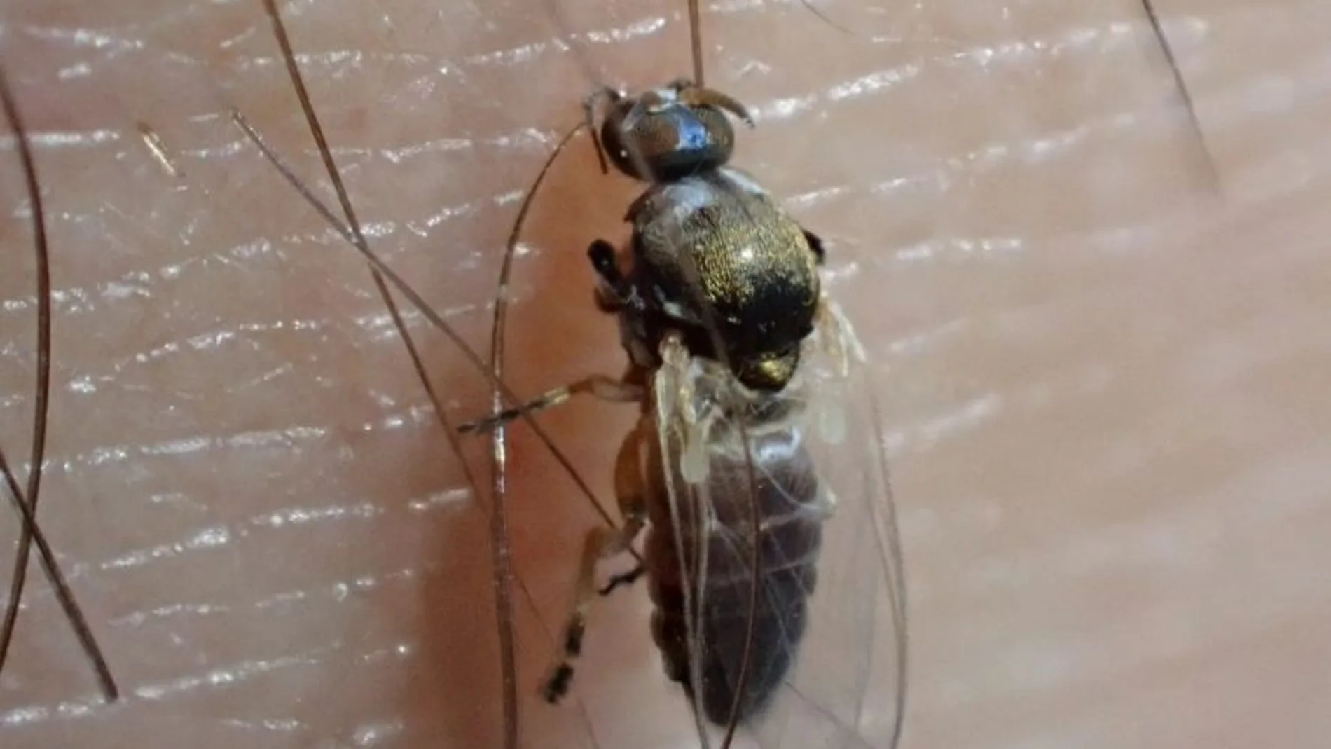 Hembra de mosca negra