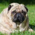 Los peligros ocultos de la cría selectiva en perros