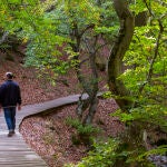 El bosque de Faedo de Ciñera