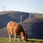 Una vaca pasta frente a un grupo de aerogeneradores en el Parque eólico de O Fiouco, de la Serra do Xistral, en la comarca de Terra Cha, a 22 de febrero de 2022, en Abadín, en Lugo, Galicia (España). La nueva ley de eólicos que prepara la Xunta de Galicia genera malestar en multitud de poblaciones y vecinos gallegos, al pretender aumentar los derechos de las energéticas en los parques eólicos que se liciten a partir de ahora. La interrupción en la vida cotidiana de ruidos, expropiaciones y la hipotética imposibilidad de vender fincas debido a la amplitud de los parques eólicos son algunas de las problemáticas que denuncian desde asociaciones de vecinos y activistas del medio ambiente. 23 FEBRERO 2022;EOLICA;ENERGIA;AEROGENERADORES;SERRA DO XISTRAL;MOLINOS Carlos Castro / Europa Press 22/02/2022