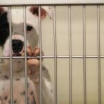 Alerta por enfermedad canina no identificada en varios estados de EEUU