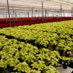 Cultivo de flores en Almer&iacute;a