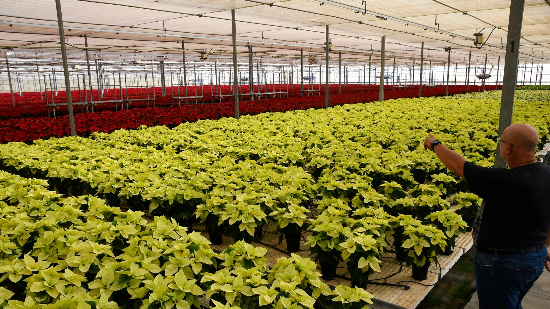GRAFAND6791. NÍJAR (ALMERÍA), 22/11/2023.- Guillermo Murcia, técnico agrícola de Semilleros Laimund , revisa los cultivos de flores de Pascua amarilla o poinsettia en un invernadero de Níjar (Almería), para que luzcan estas navidades en los hogares de España, en gran parte gracias al trabajo que se hace en los invernaderos de la árida y desértica Almería, que en la última década casi ha triplicado su producción hasta alcanzar los 3,5 millones de plantas. EFE/ Carlos Barba