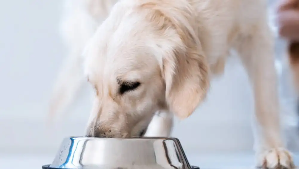Un perro comiendo de un bol