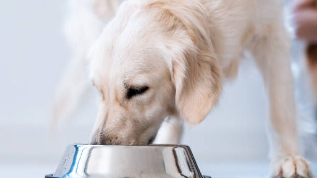 Un perro comiendo de un bol 