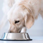 Un perro comiendo de un bol 