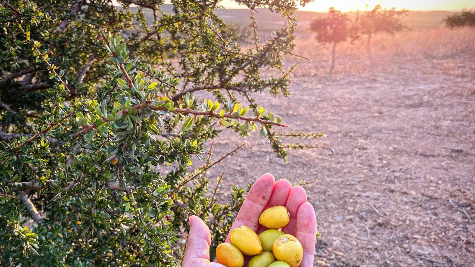 Frutos de argán: ¿otro superalimento?