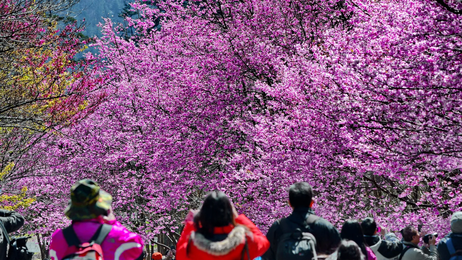 La participación de Taiwán en la cumbre del clima se limita a la de observador