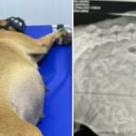 La flecha atravesó todo el cuerpo de la perra embarazada