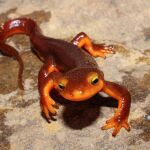 Tritón Taricha torosa fotografiado en el Condado de Napa, California