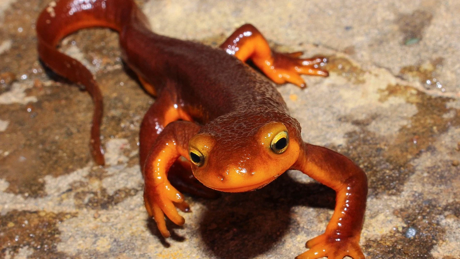 Tritón Taricha torosa fotografiado en el Condado de Napa, California