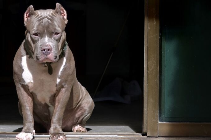 Una mujer ha resultado herida tras el ataque de varios pitbulls en Mallorca