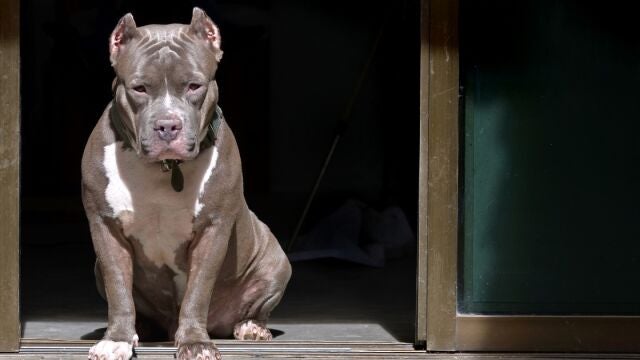 Una mujer ha resultado herida tras el ataque de varios pitbulls en Mallorca