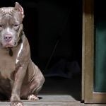 Una mujer ha resultado herida tras el ataque de varios pitbulls en Mallorca