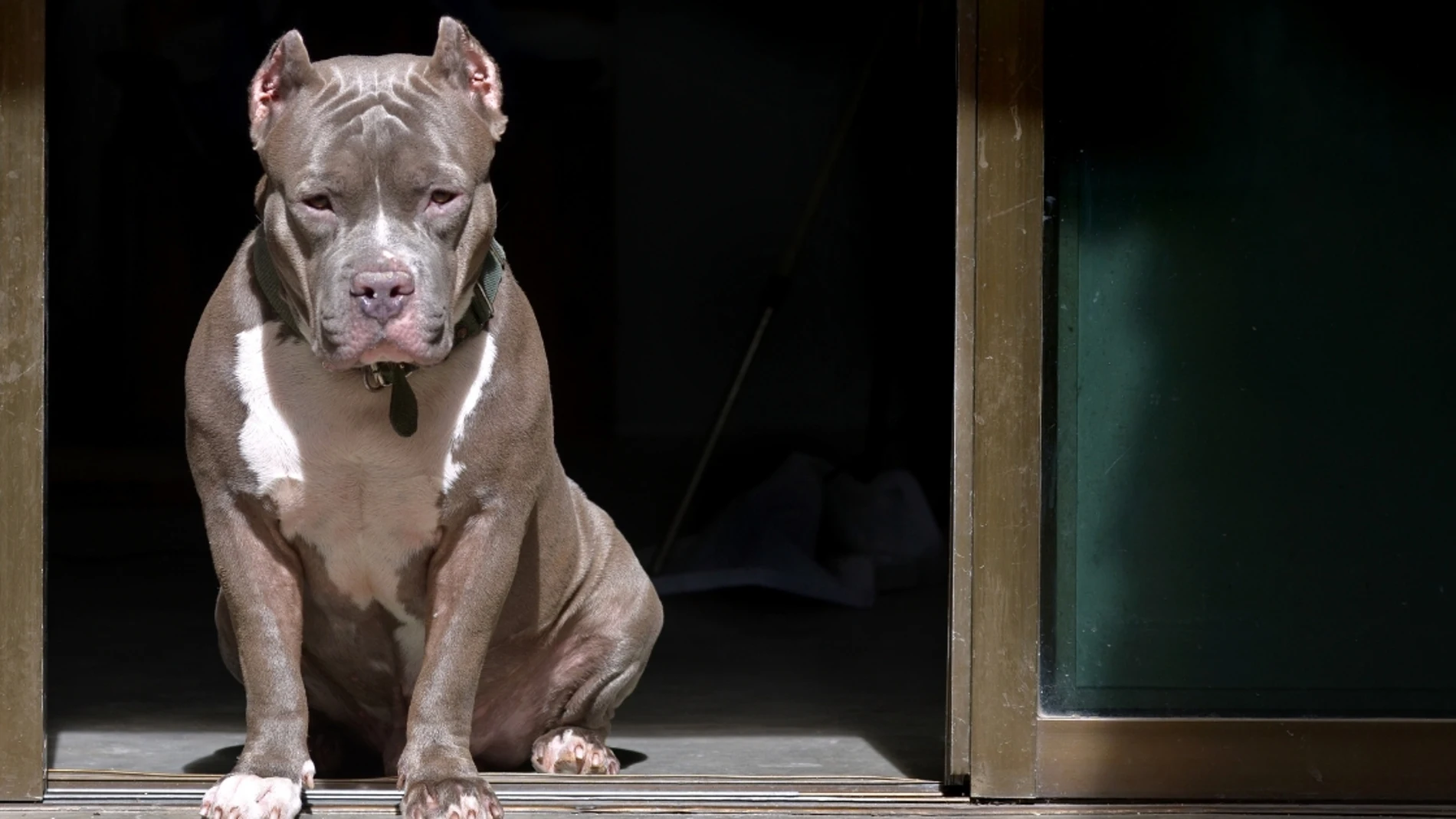 Una mujer ha resultado herida tras el ataque de varios pitbulls en Mallorca