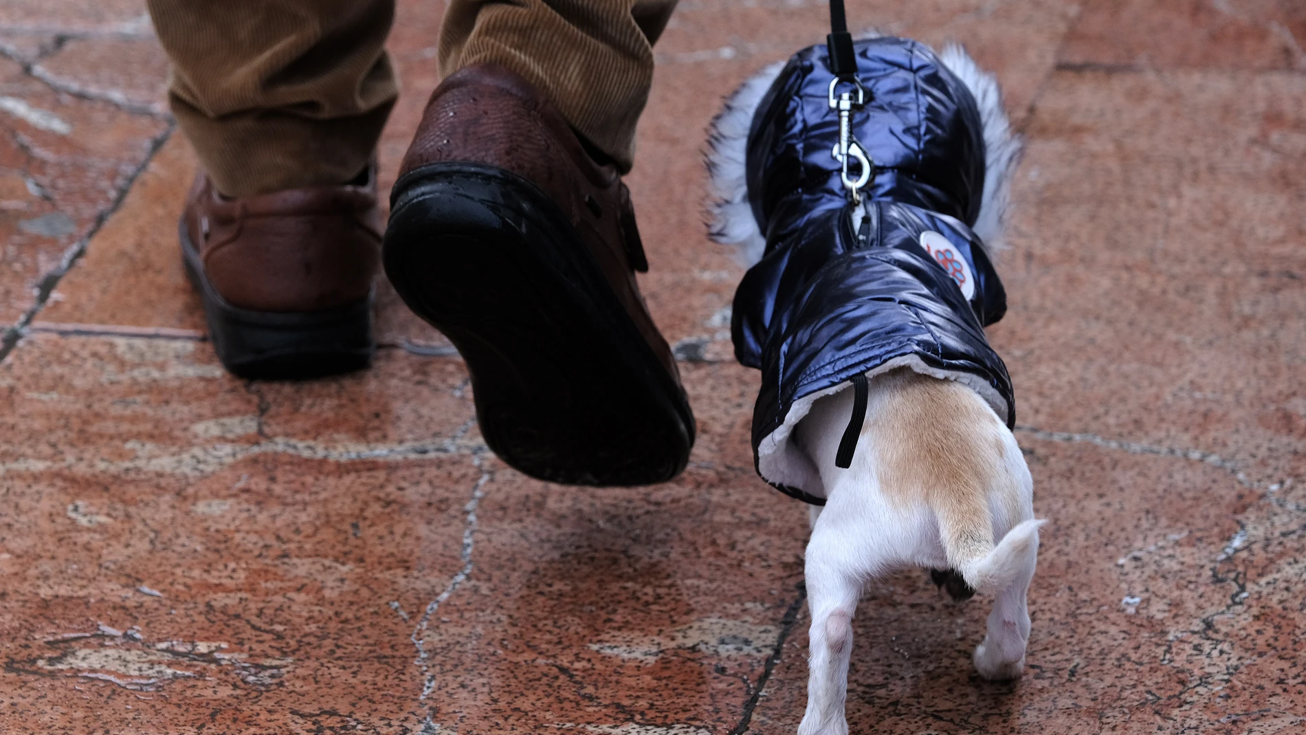02/12/2023. - Oviedo (ASTURIAS).- Un perro con chubasquero se pasea con su dueño por el centro de la ciudad en una fría mañana. La Agencia Estatal de Meteorología (Aemet) prevé para este sábado, en Asturias niebla y bruma por la mañana y también por la noche en cotas altas de la cordillera, con un cielo nuboso que buscará despejar a última hora pero que dejará lluvias débiles y dispersas.- EFE/Paco Paredes