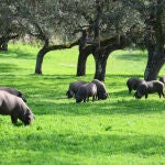 Llega la montanera, una fase fundamental para el cerdo ibérico