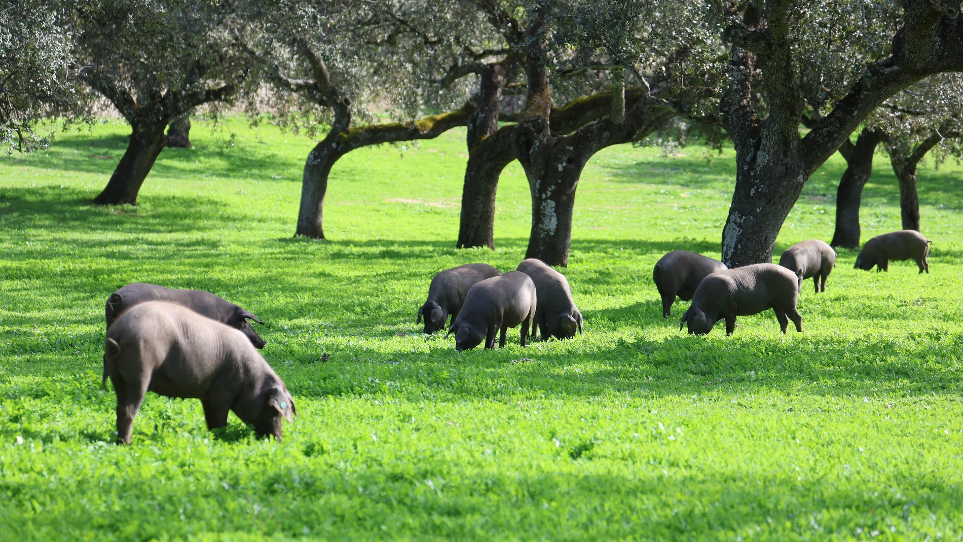 Villanueva de Córdoba (Córdoba) 03/12/2023. Una piara de cerdo ibérico se alimenta de bellotas en la dehesa. Las lluvias de las últimas semanas, abundantes y localizadas en zonas como la dehesa cordobesa, hacen posible una excelente montanera, última fase de la cría del cerdo ibérico, gracias al engorde de la bellota y la aparición de hierba fresca que permite al sector afrontar una temporada con muy buenas perspectivas a pesar de que los costes de producción siguen elevados. EFE/Salas