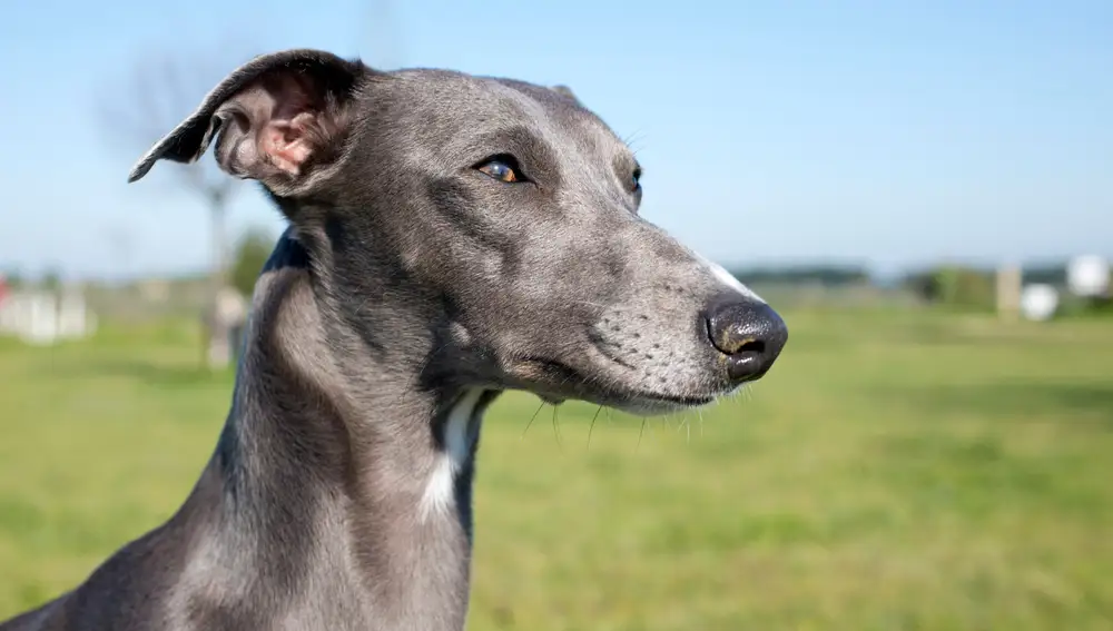 Whippet