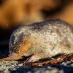 Uno de los animales más buscados del mundo reaparece en Sudáfrica
