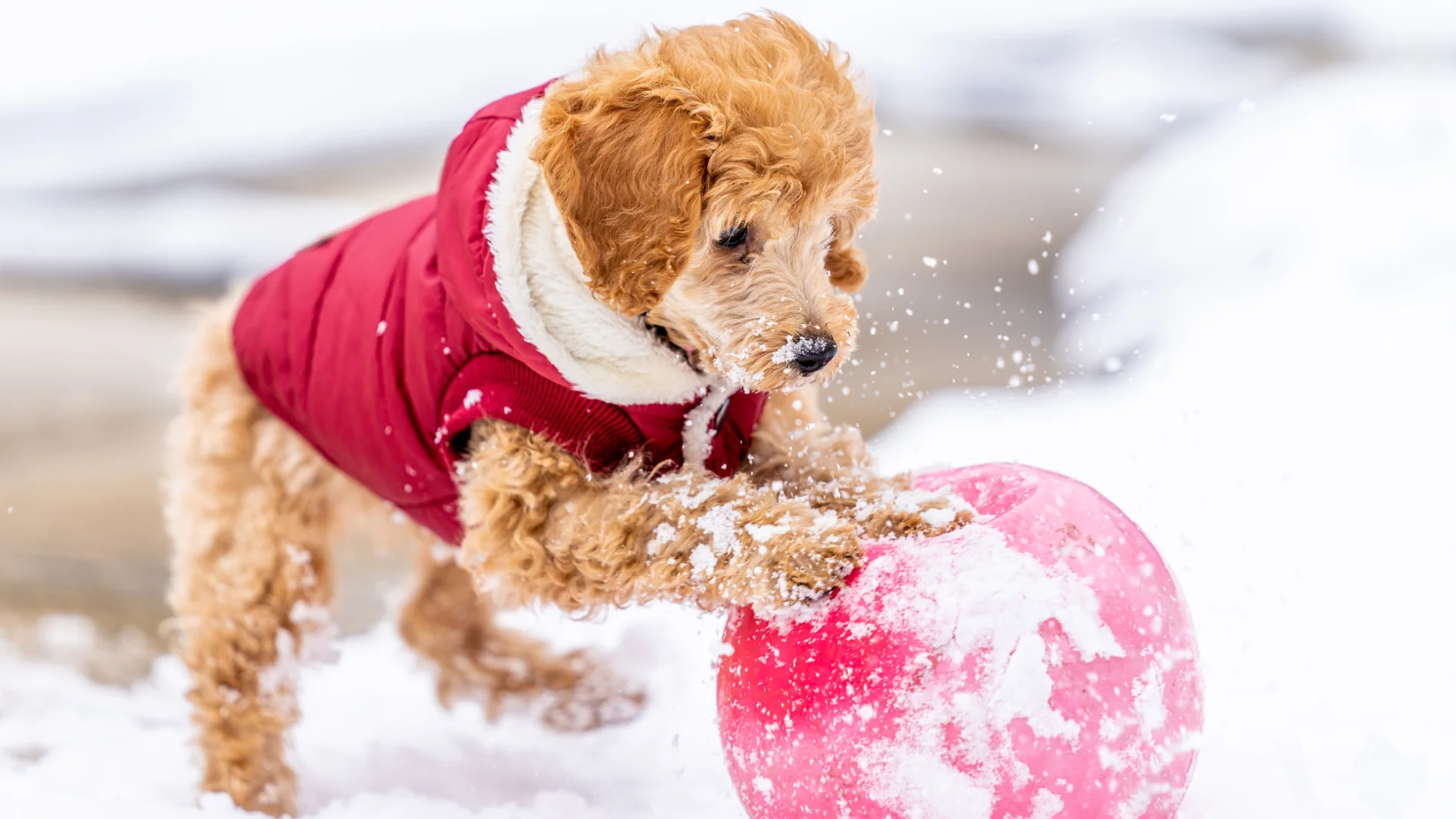 Las cinco razas de perros que menos soportan el frío