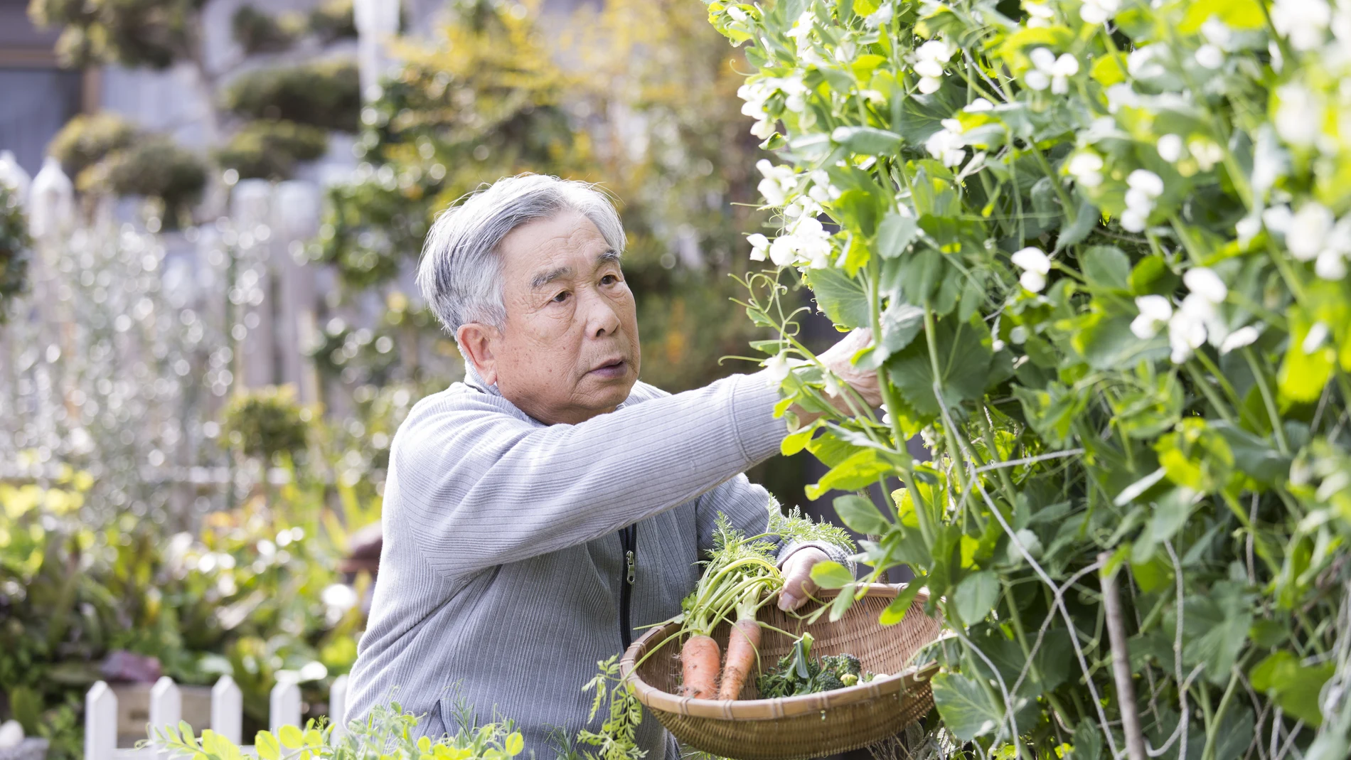 Los superalimentos no son solo providenciales para la vida eterna, pues estudios demuestran que la dieta japonesa es clave para una mejor esperanza de vida