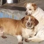 Olivia y Bosco