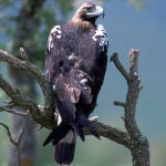 Ejemplar de águila imperial ibérica