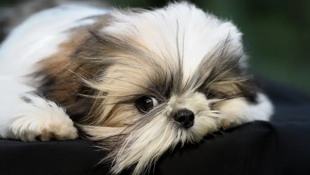 Shih Tzula