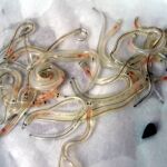 anguila europea