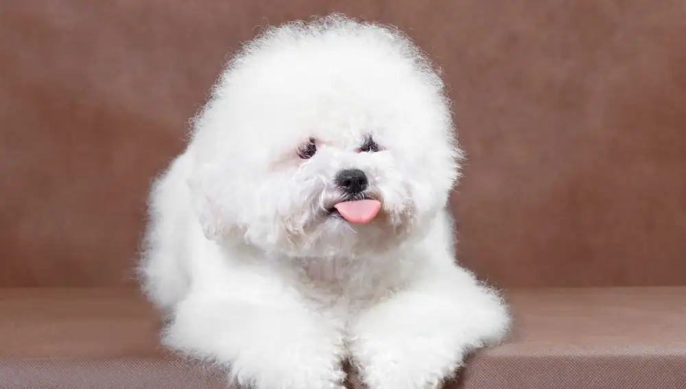 Bichón Frisé