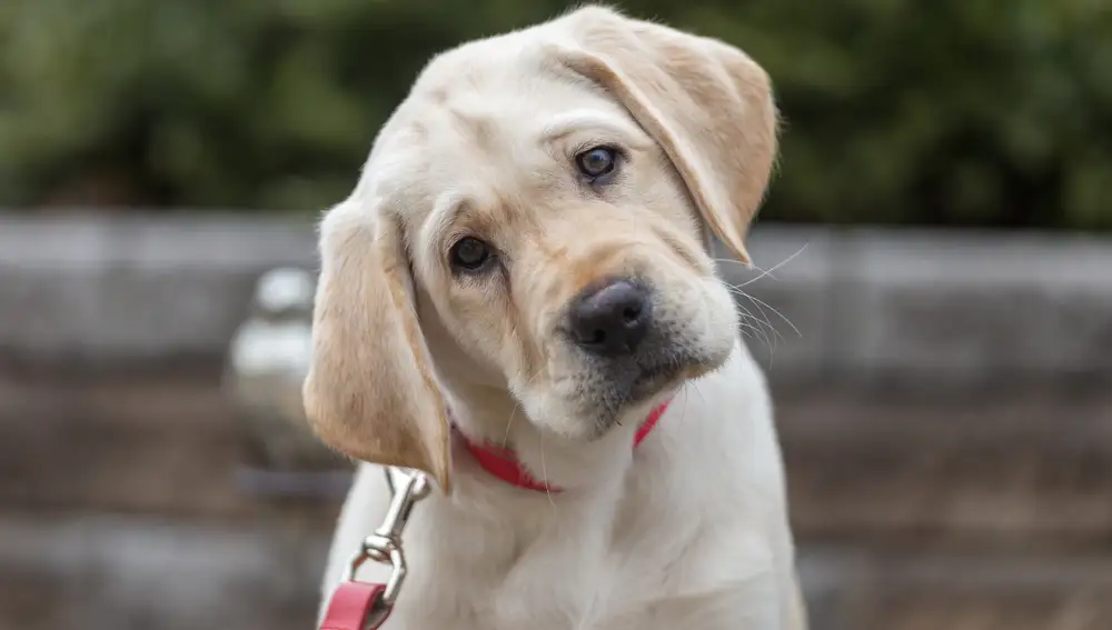 Labrador Retriever