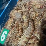 ¿Cuántos langostinos de Sanlúcar se pescarán este mes?