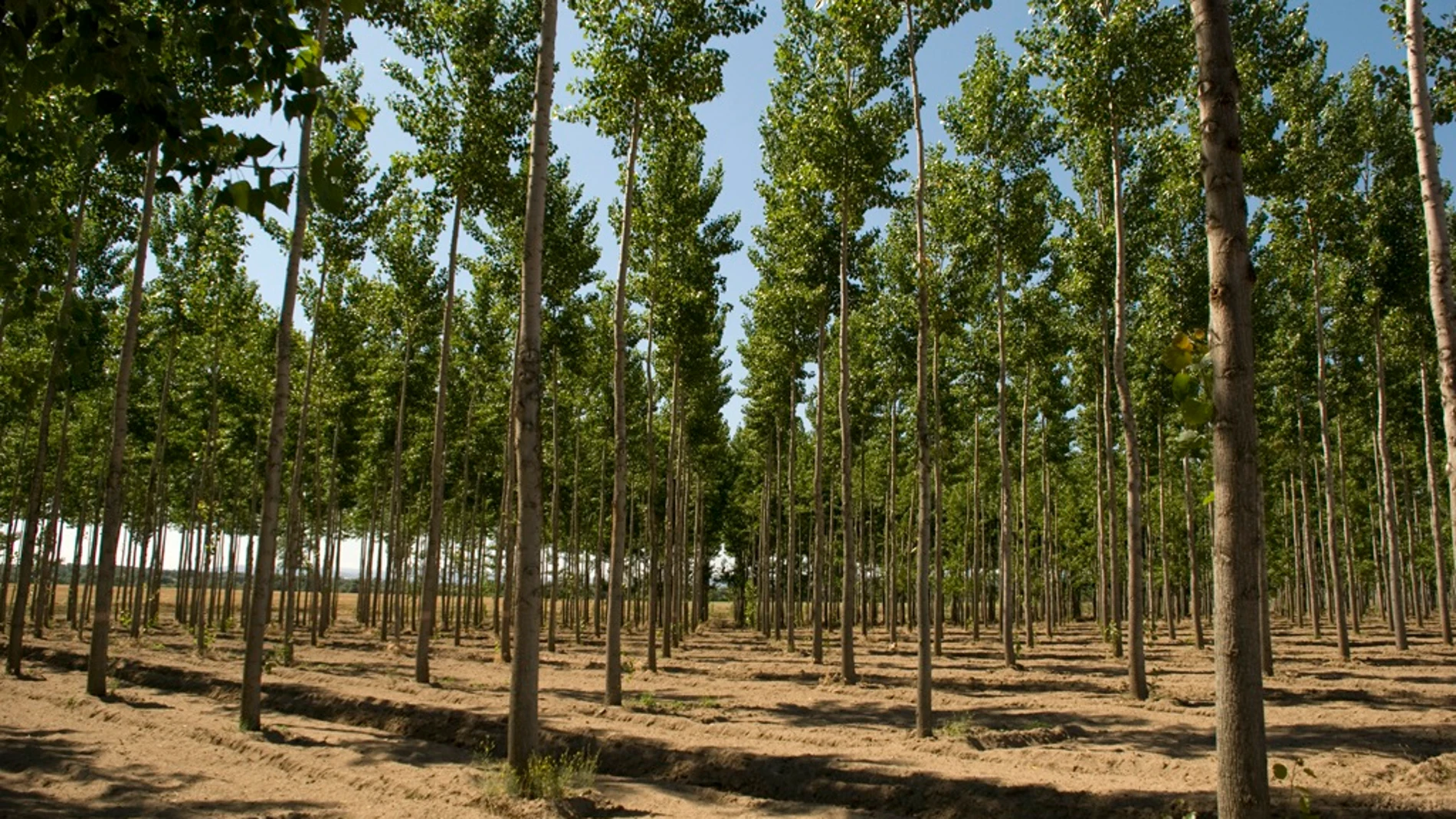 Árboles del vivero de la Diputación de Cäceres en la finca Haza de la Concepción DIPUTACIÓN DE CÁCERES 05/12/2023