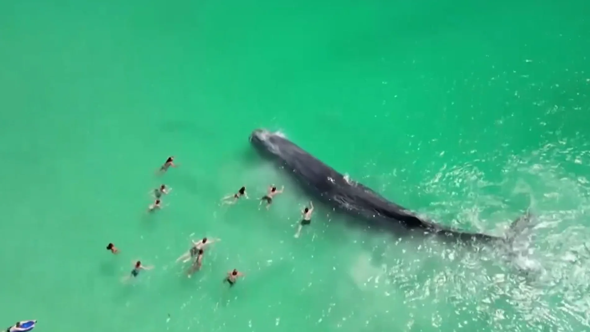 Unos nadadores se acercan peligrosamente a una ballena que nadaba cerca de la costa