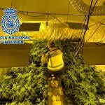 Valencia.-Sucesos.- Desmantelan cuatro laboratorios ilegales de marihuana con 271 plantas en Torrent