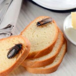 Las cucarachas han existido durante millones de años y han demostrado ser un insecto lleno de resistencia y resiliencia 
