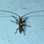 Olenecamptus bilobus