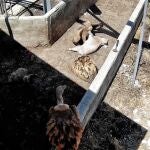 El OBA publica nuevas imágenes de la 'granja del terror' en Quintanilla con un cerdo devorado por una manada de buitres