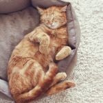 Gato 