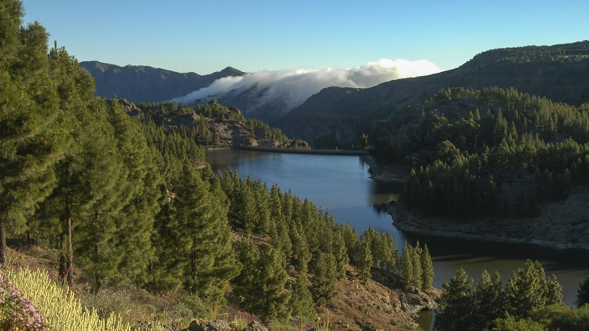 Bosque certificado FSC en Gran Canaria Grupo de Certiticación FSC del Cabildo de Gran Canarias