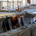 Train Track Bull